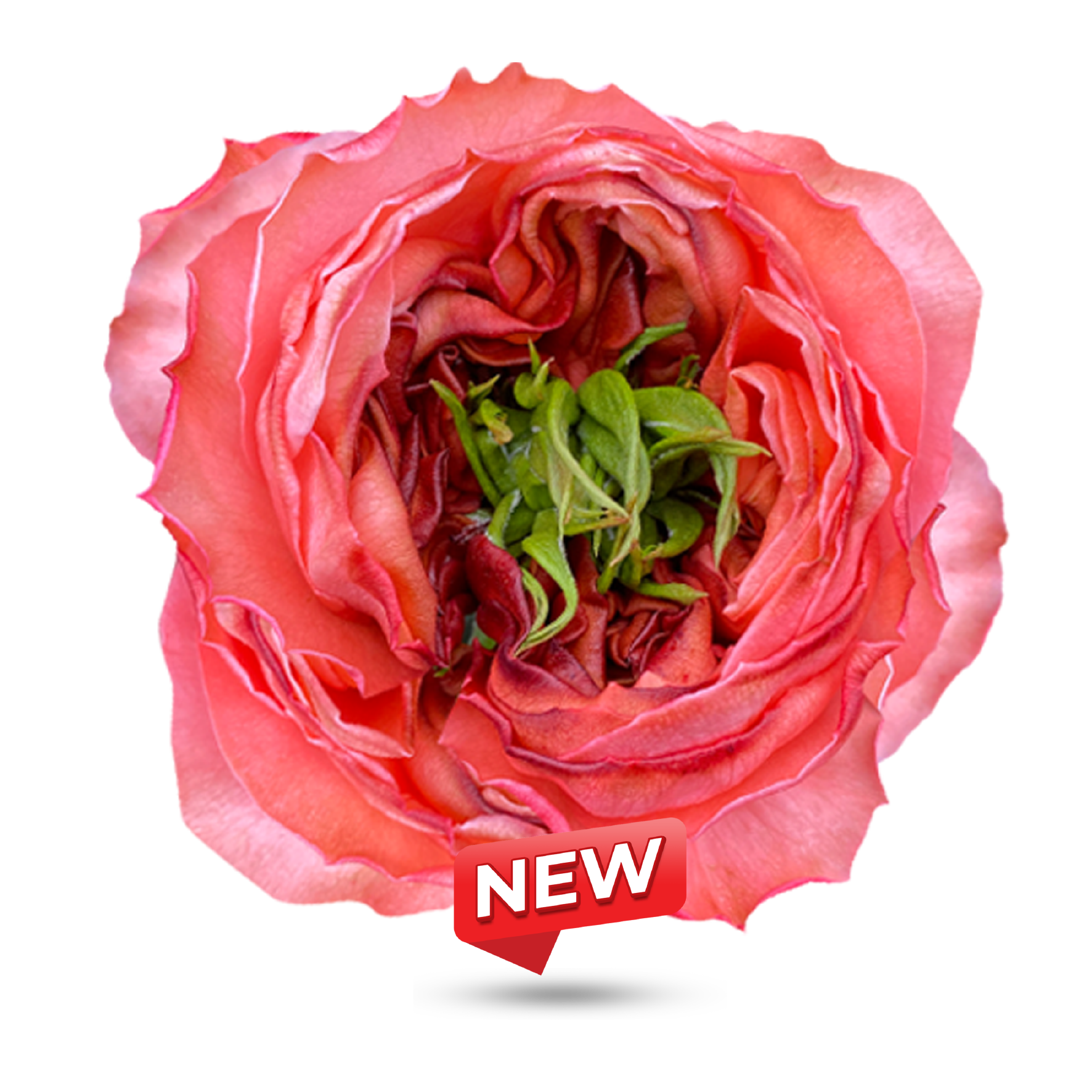 Garden Roses