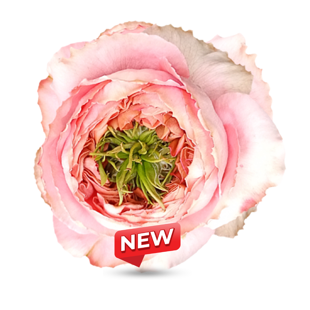 Garden Roses