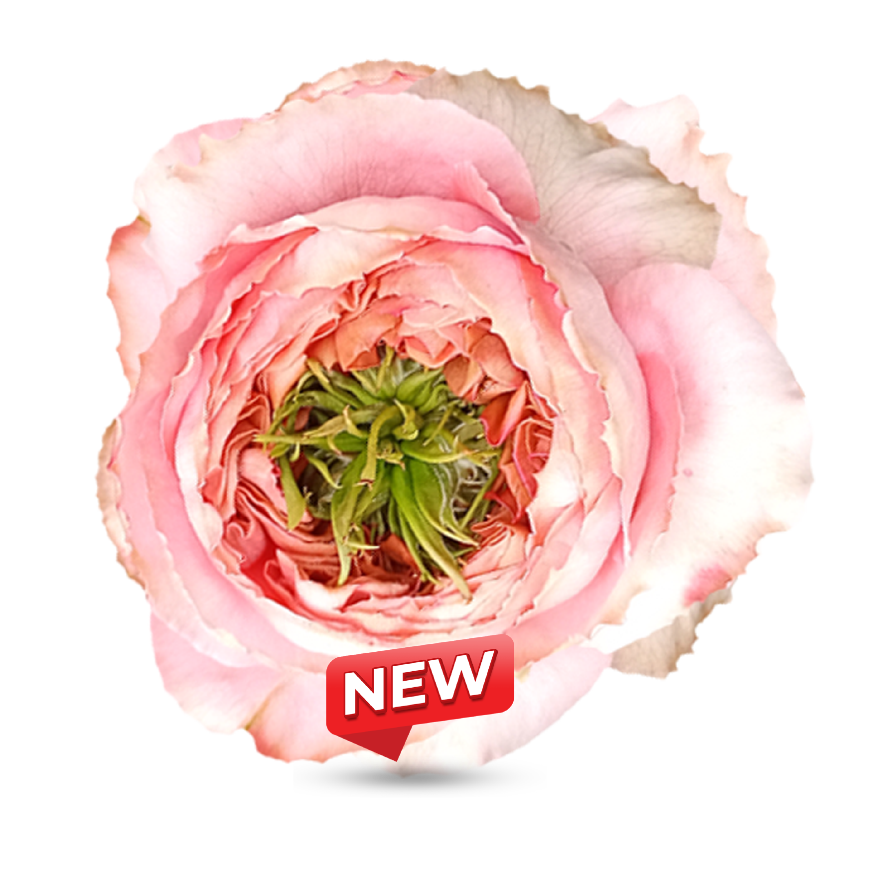 Garden Roses